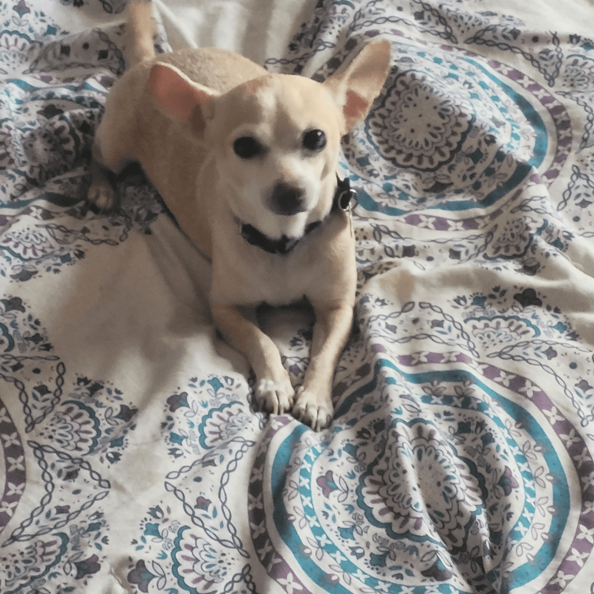 Milly - Chihuahua available for adoption in Calgary