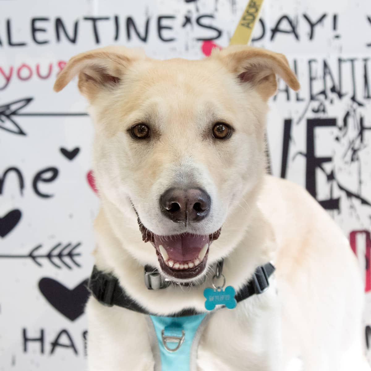 Tater - Shepherd X available for adoption
