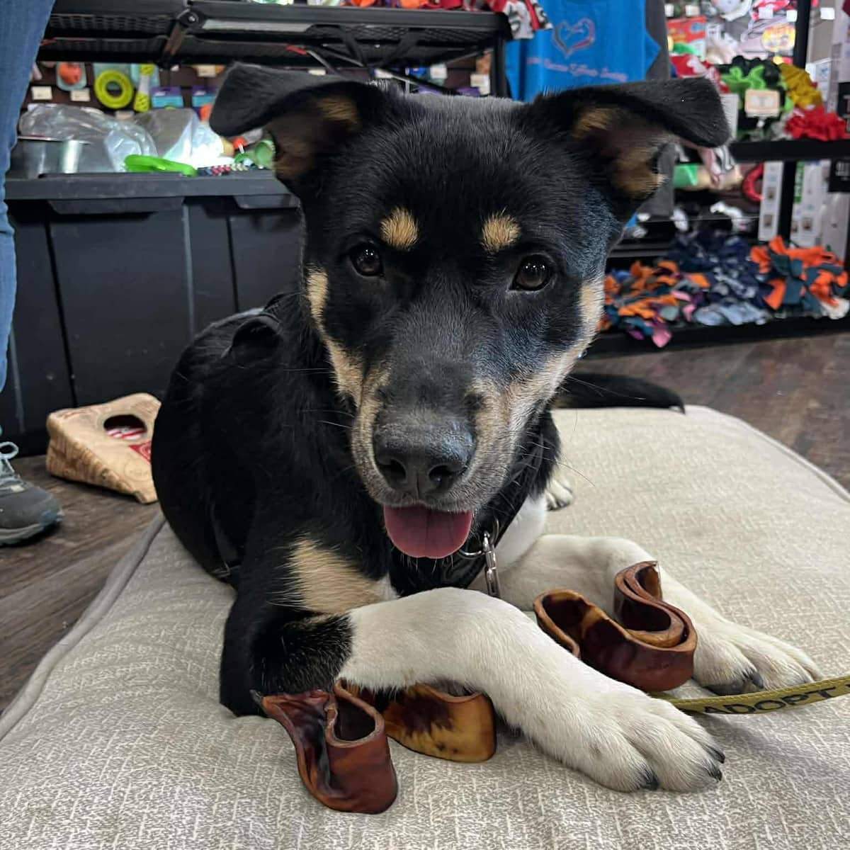 DiNozzo - Husky Mix available for adoption