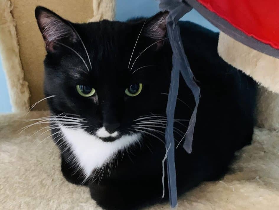 BILLIE - Domestic Short-Hair available for adoption