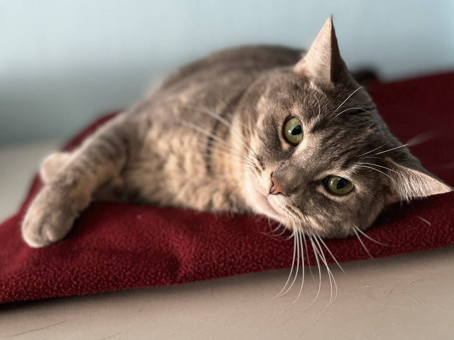 BRULE - Domestic Short-Hair available for adoption