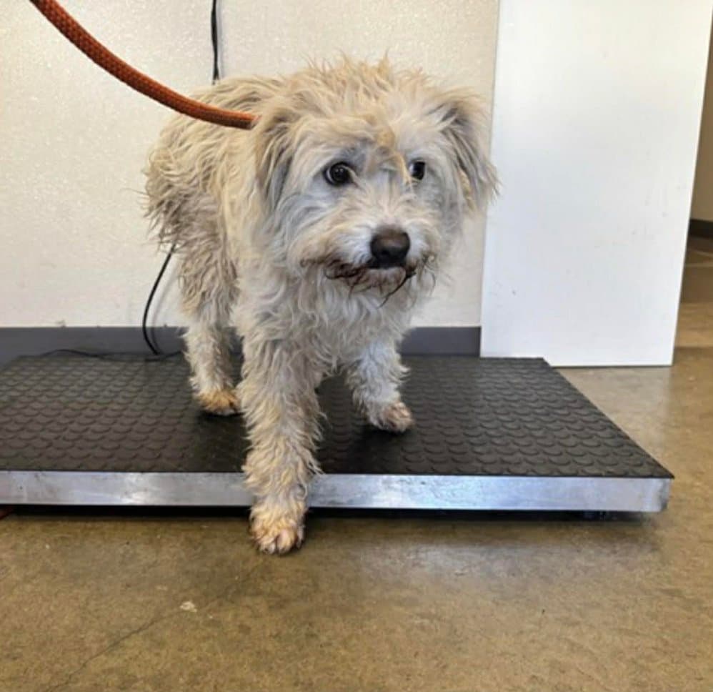 Alvin - Mixed Breed available for adoption in Calgary