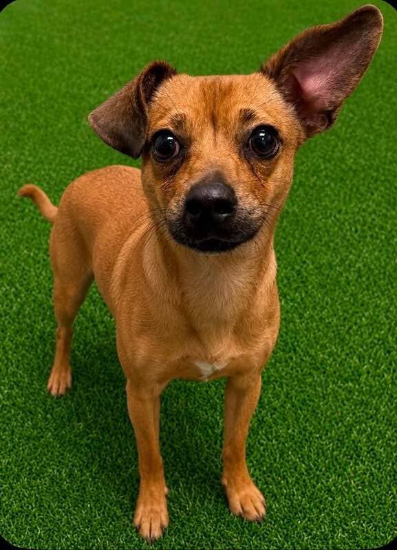 Breeze - Cheweenie Mix available for adoption