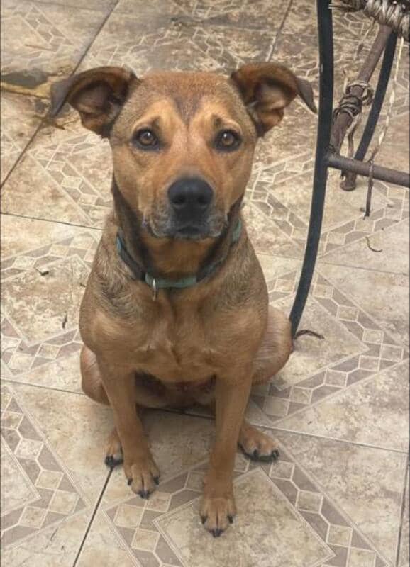 Canela - Shepherd Mix available for adoption