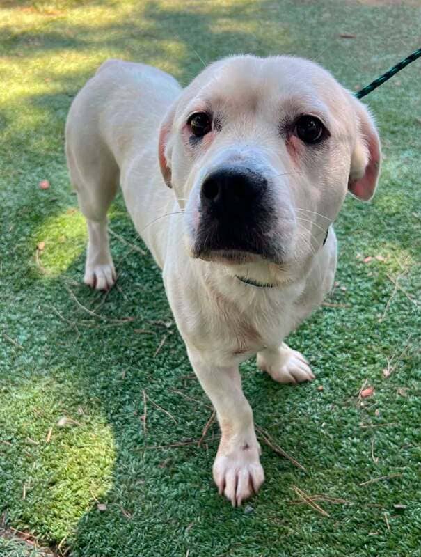 Cricket - Basset Hound / Labrador Retriever Mix available for adoption