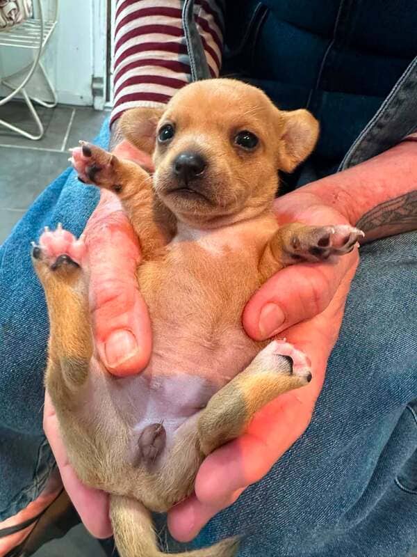Daphne - Mixed Breed available for adoption