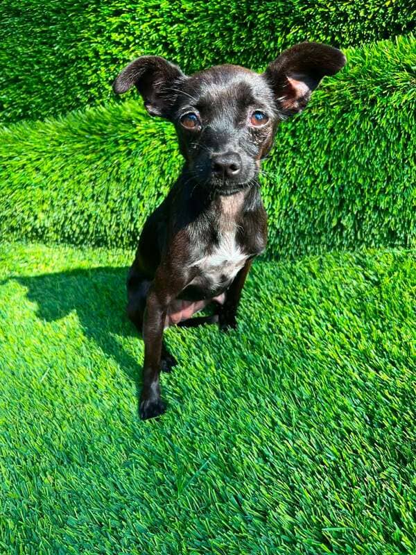 Darla - Chihuahua Mix available for adoption
