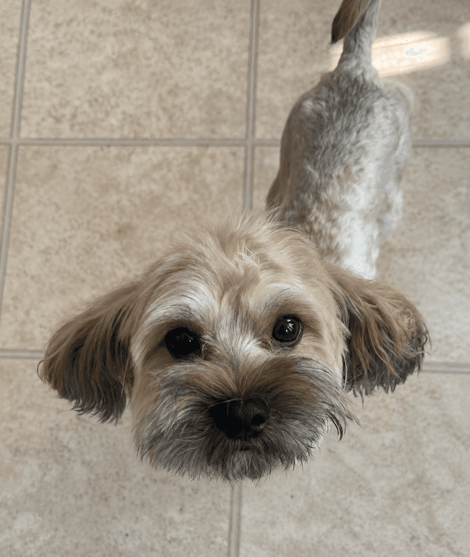 Fraser - Shih Tzu/Poodle mix available for adoption