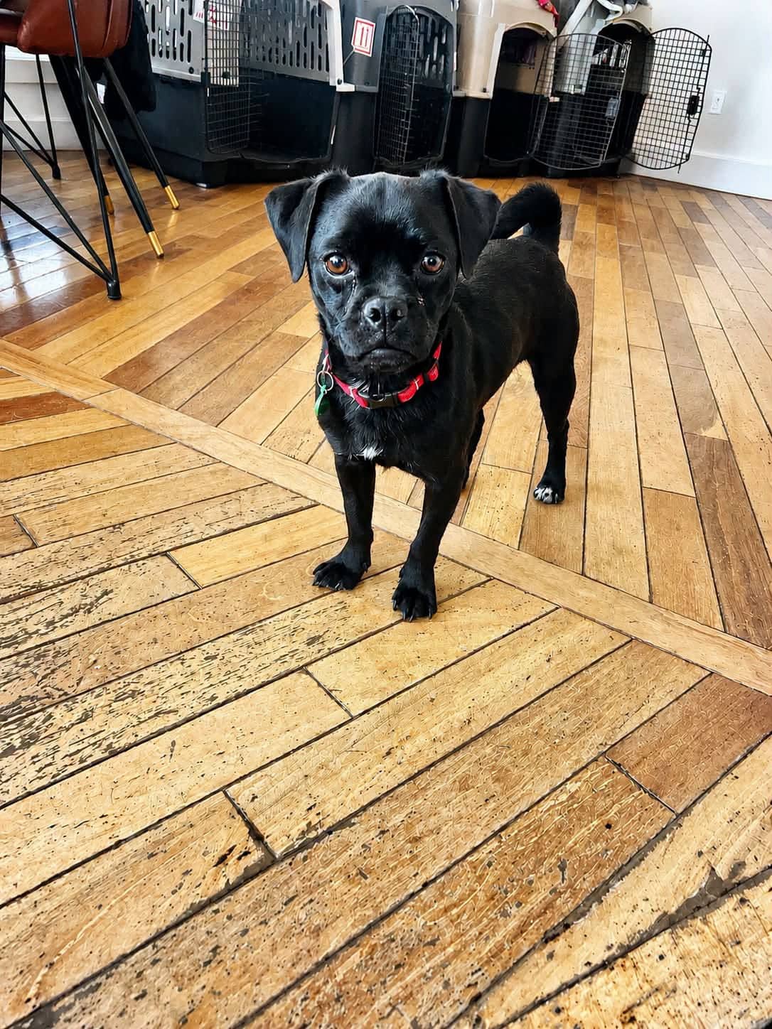 Gumball - Pug/Dachshund Mix available for adoption