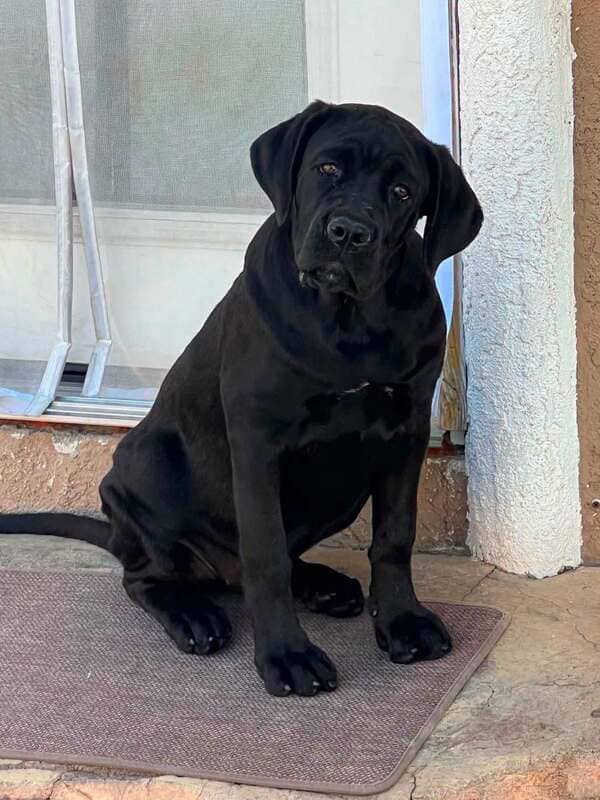 Keeley - Cane Corso mix available for adoption