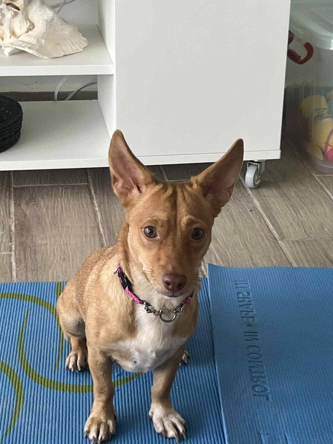 Mary - Mixed Breed available for adoption