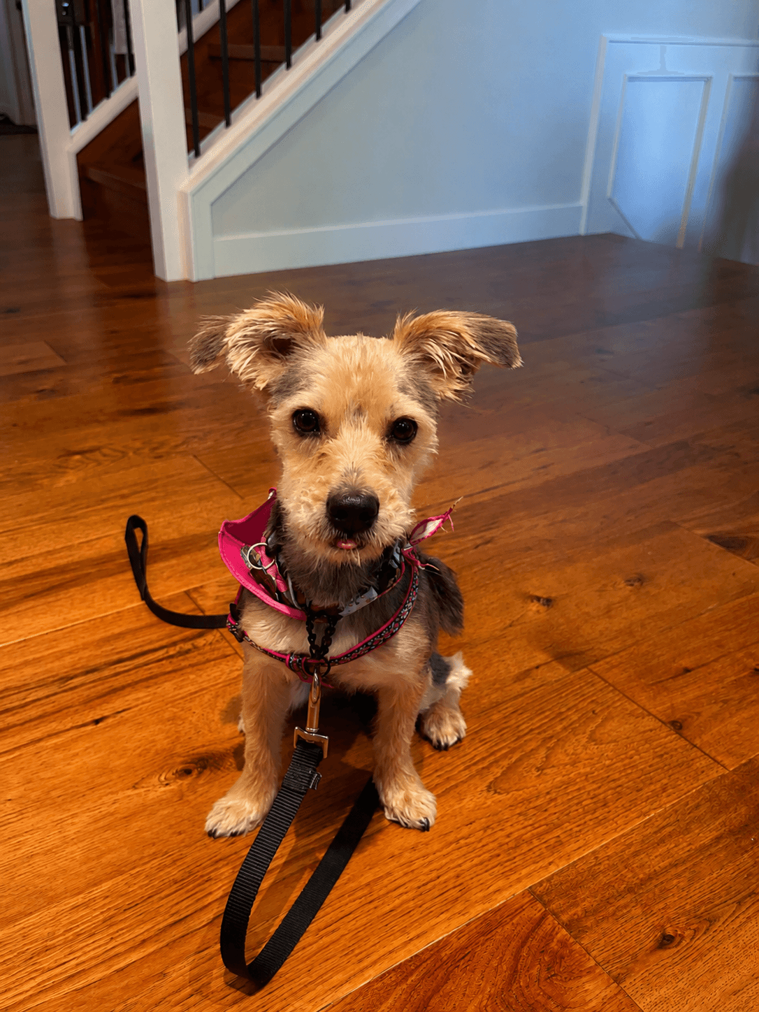 Remus - Terrier Mix available for adoption