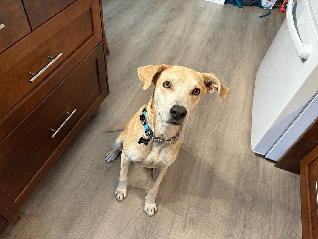 Rocky - Italian Greyhound and Lab mix available for adoption