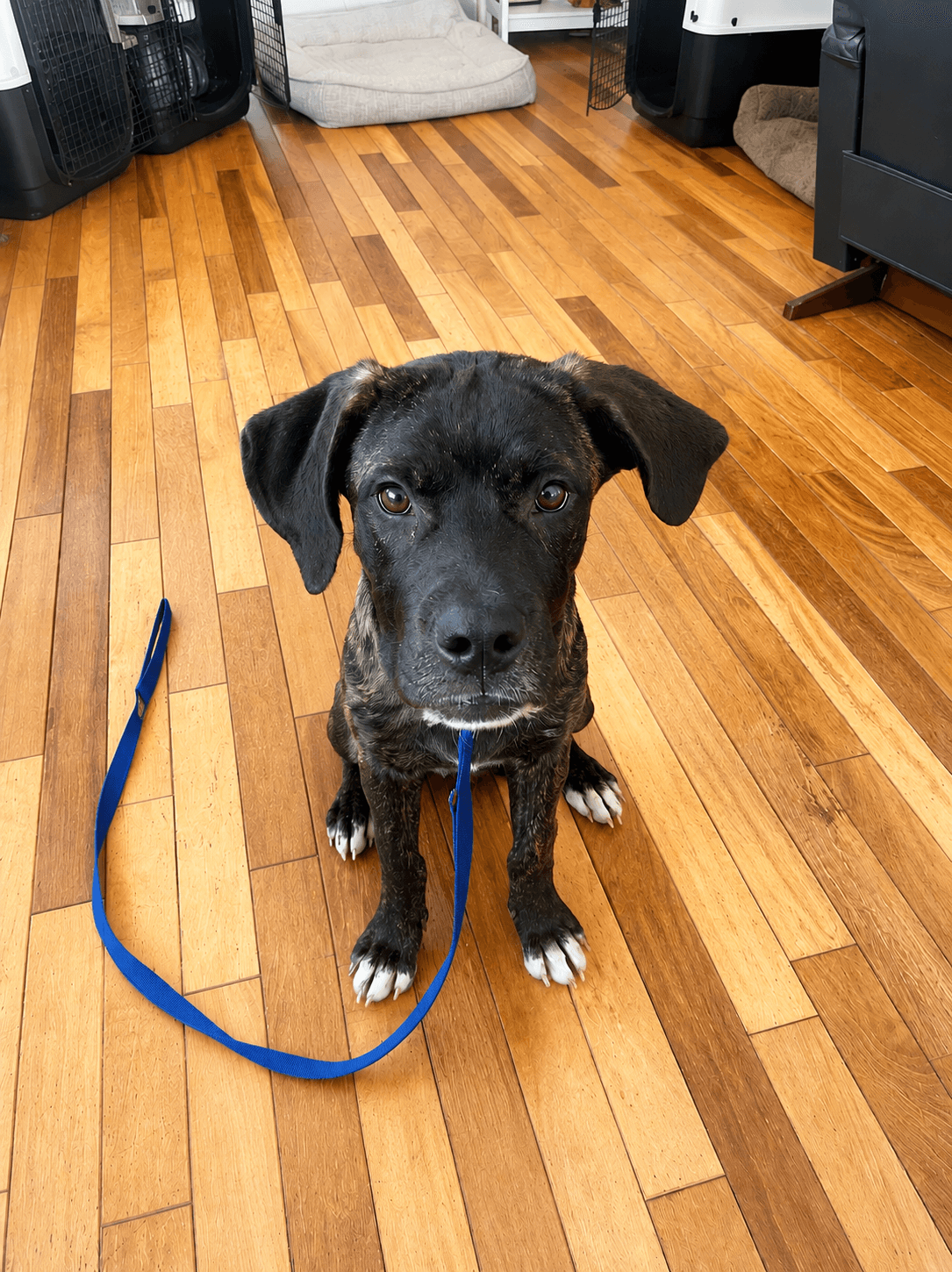 Mia/Rory (now Brindley) - Mastiff/Boxer Mix available for adoption
