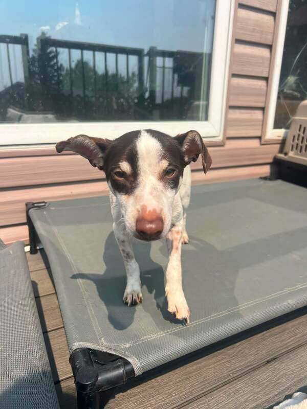 Snoopy - Jack Russell Terrier / Chihuahua Mix available for adoption