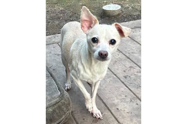 Simon - Chihuahua available for adoption