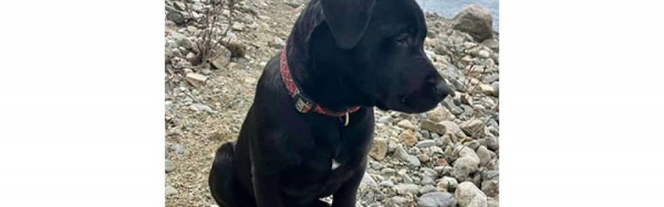 Dart - Lab mix available for adoption