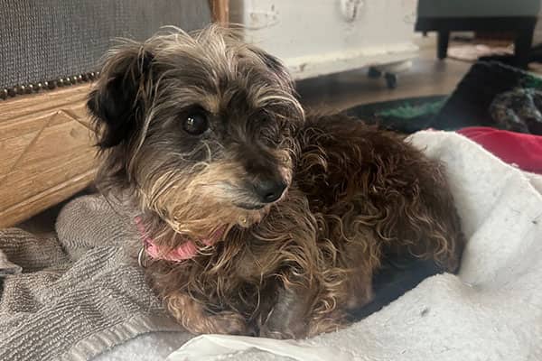 Mimi - Silkie Terrier mix available for adoption
