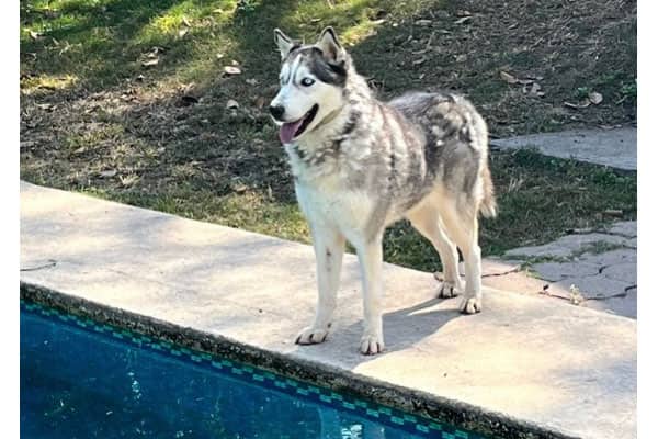 Zander - Husky available for adoption
