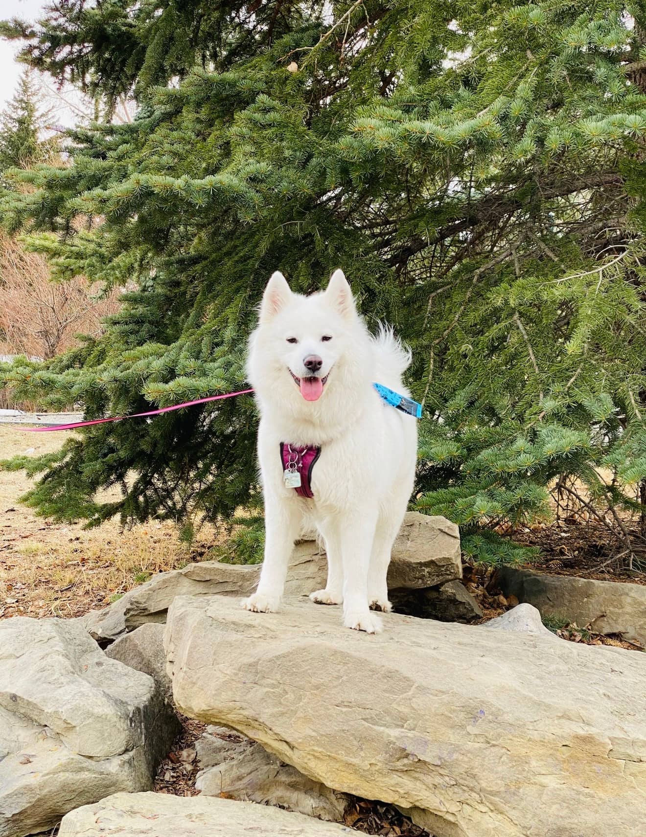 SNOW - Samoyed available for adoption