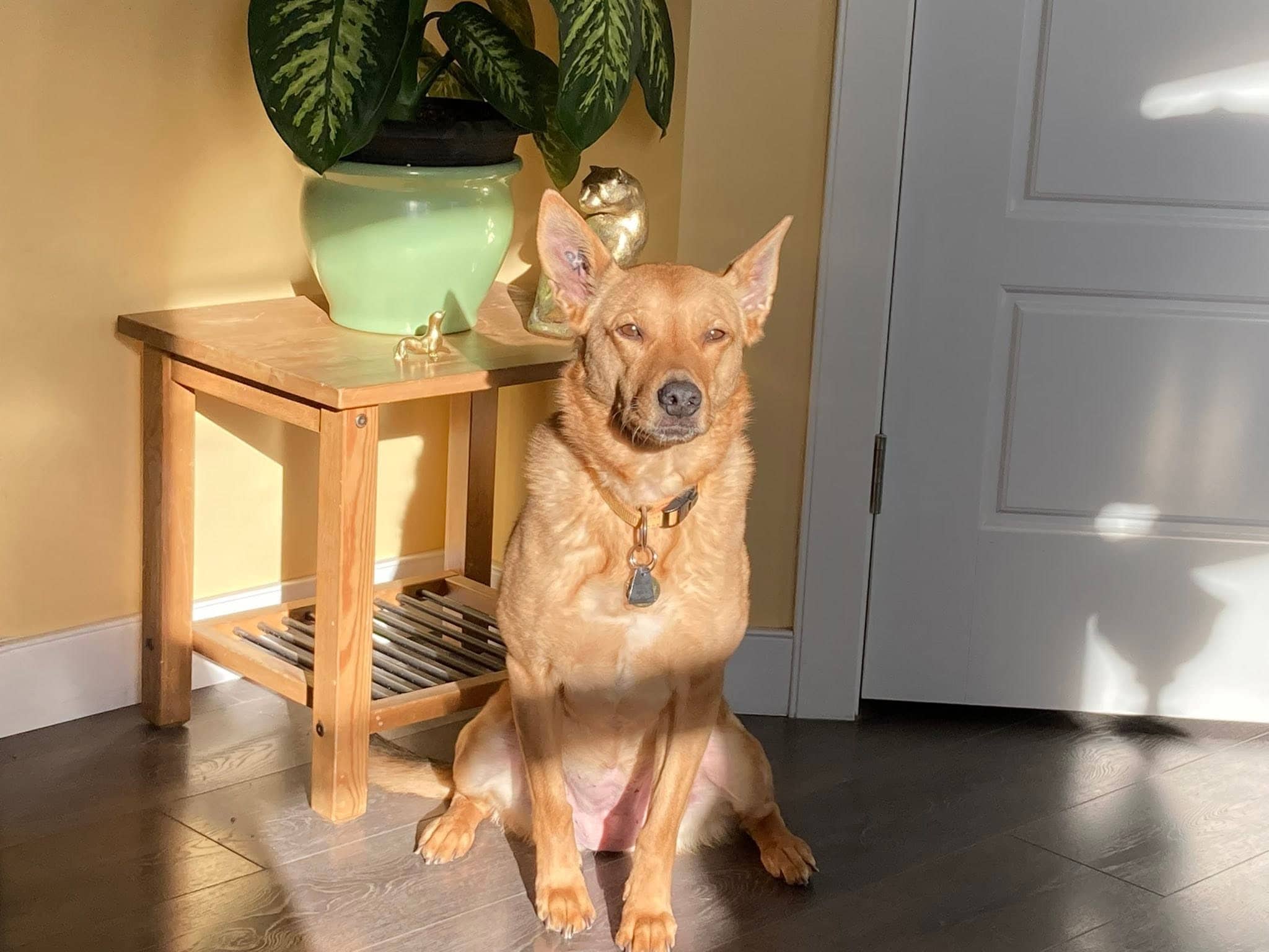 Honey - Shepherd Mix available for adoption