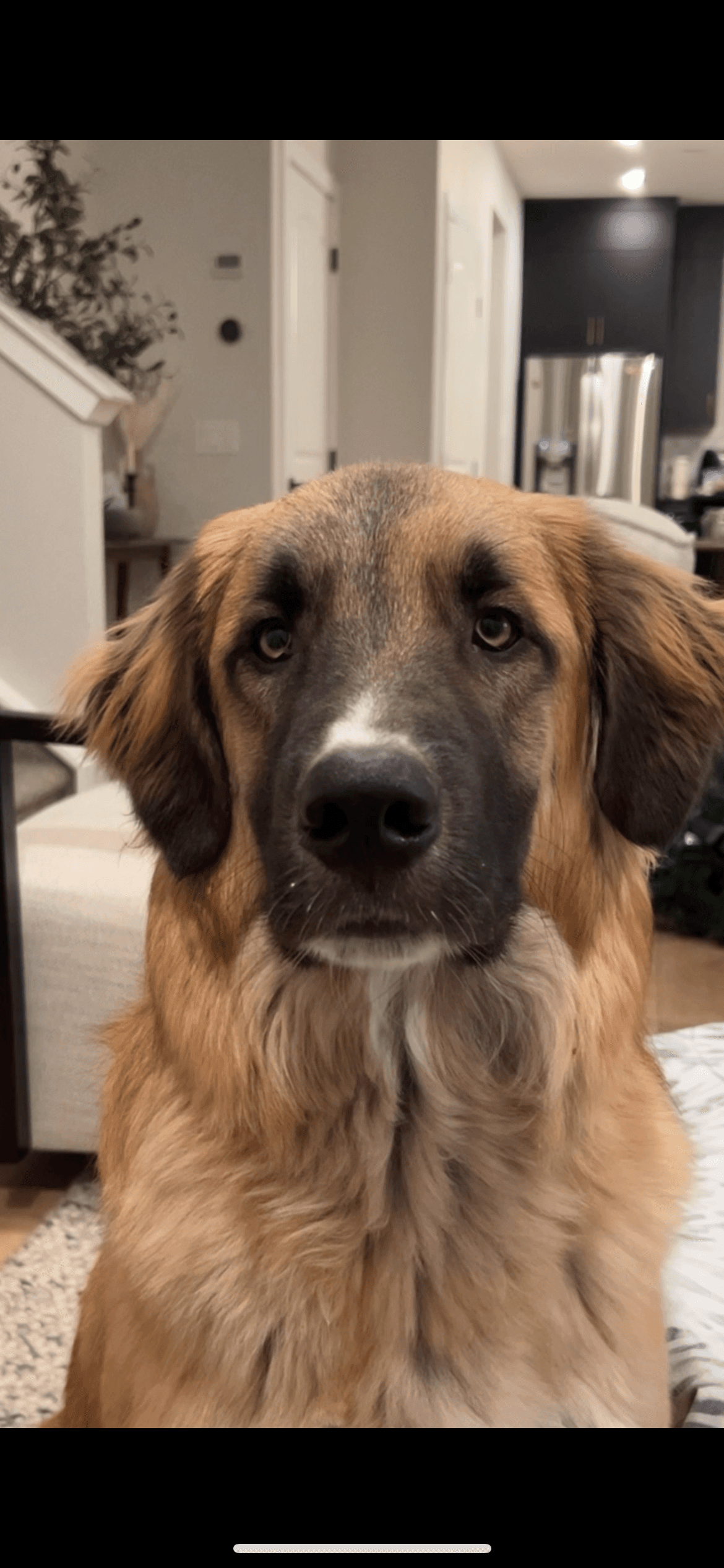 Louie - Golden border collie mix available for adoption