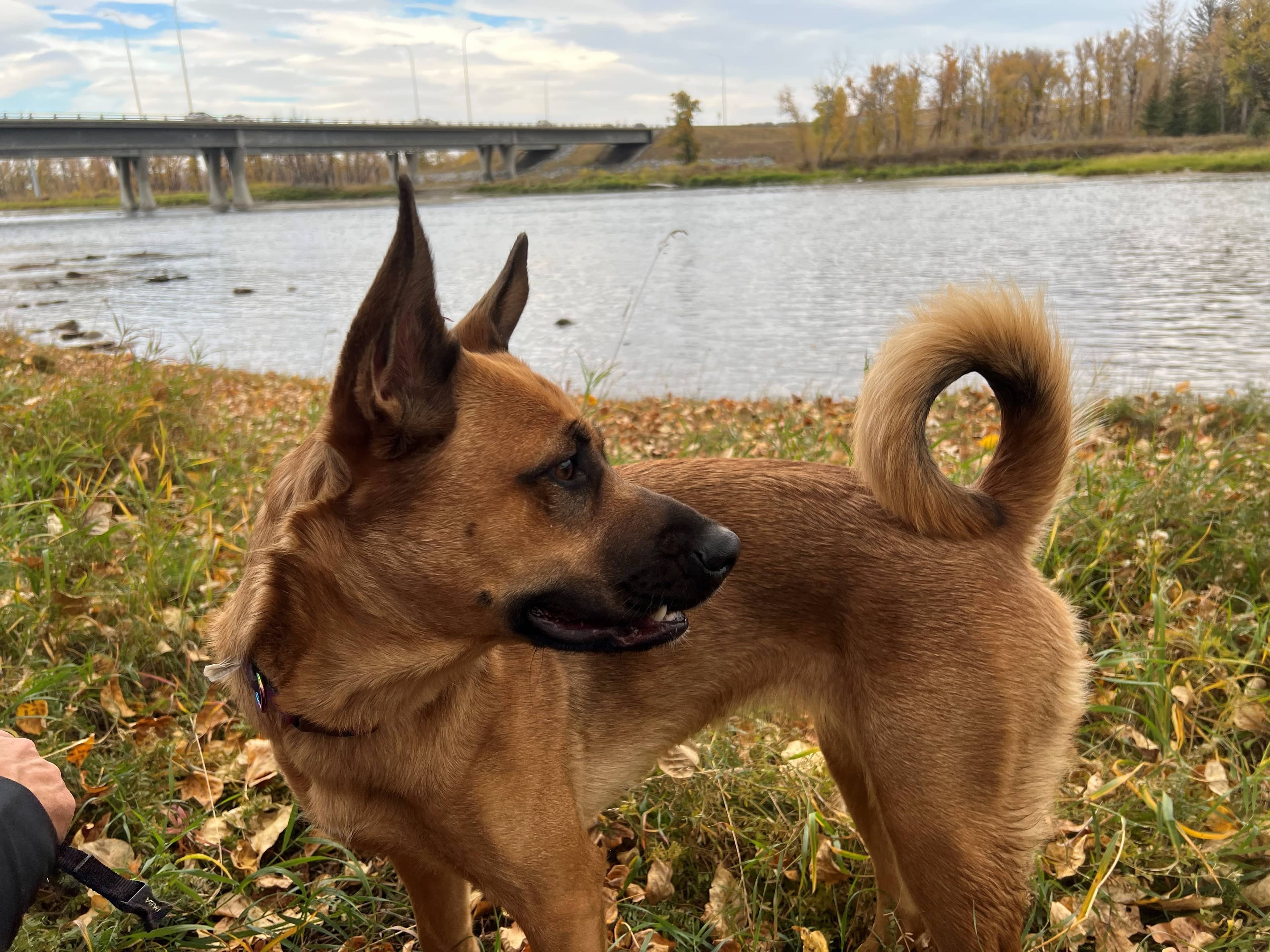 Bear - German Shepard, Alaskan Malamute, Husky mix available for adoption