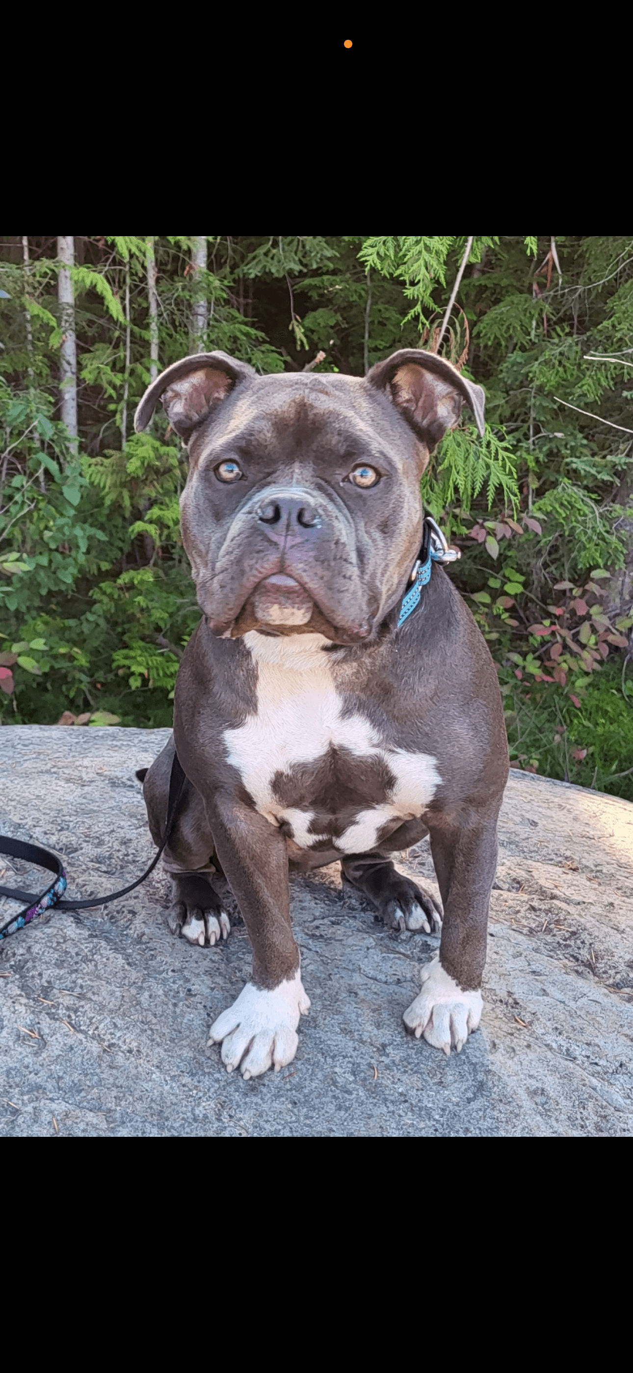 Blue Indigo - Pit Bull available for adoption