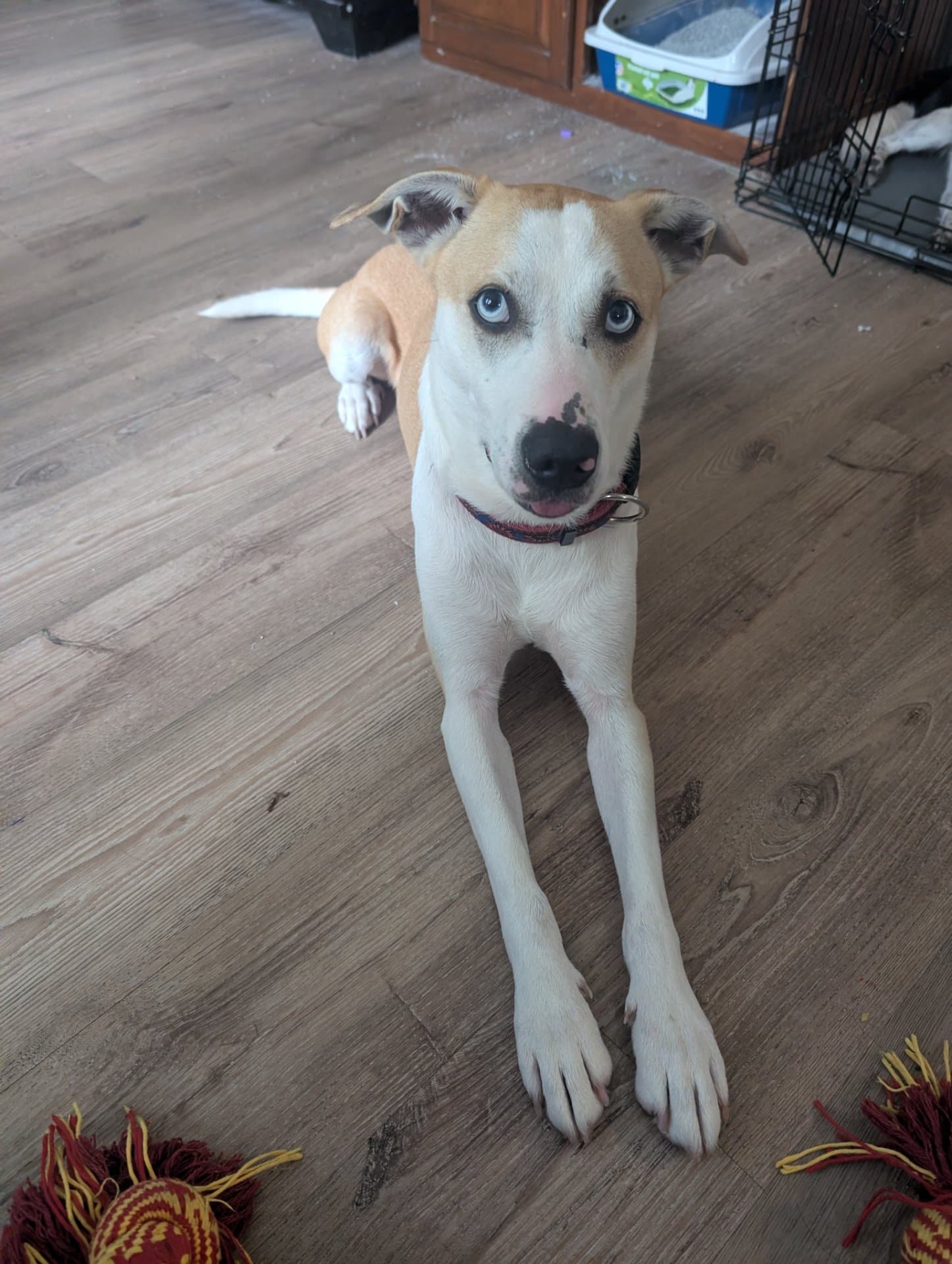 Krypto - Pitbull husky available for adoption