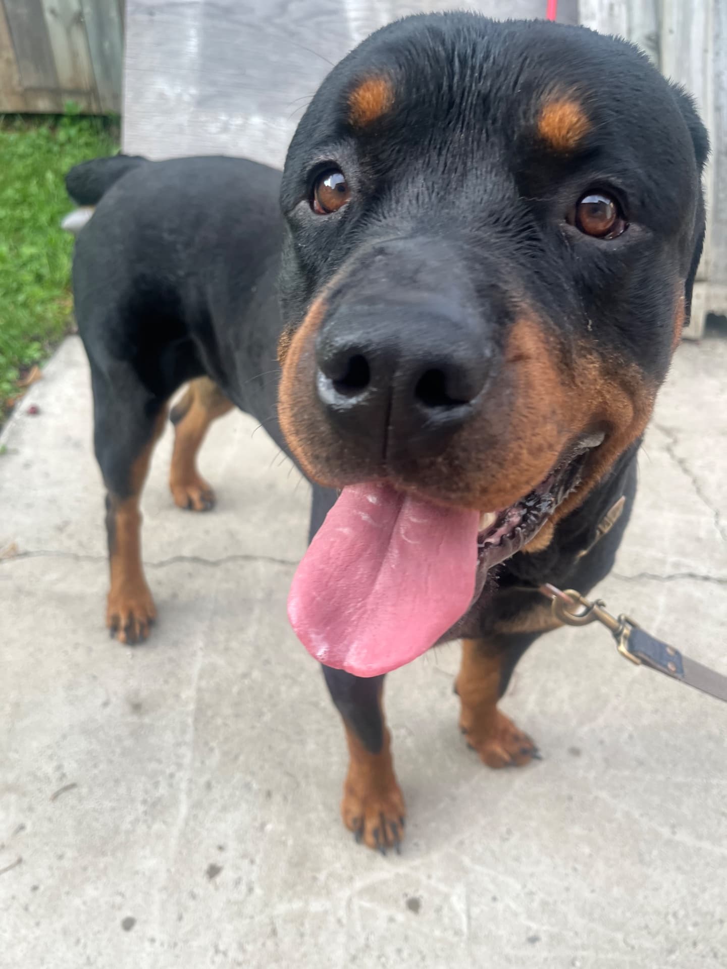 Macho - Rottweiler available for adoption