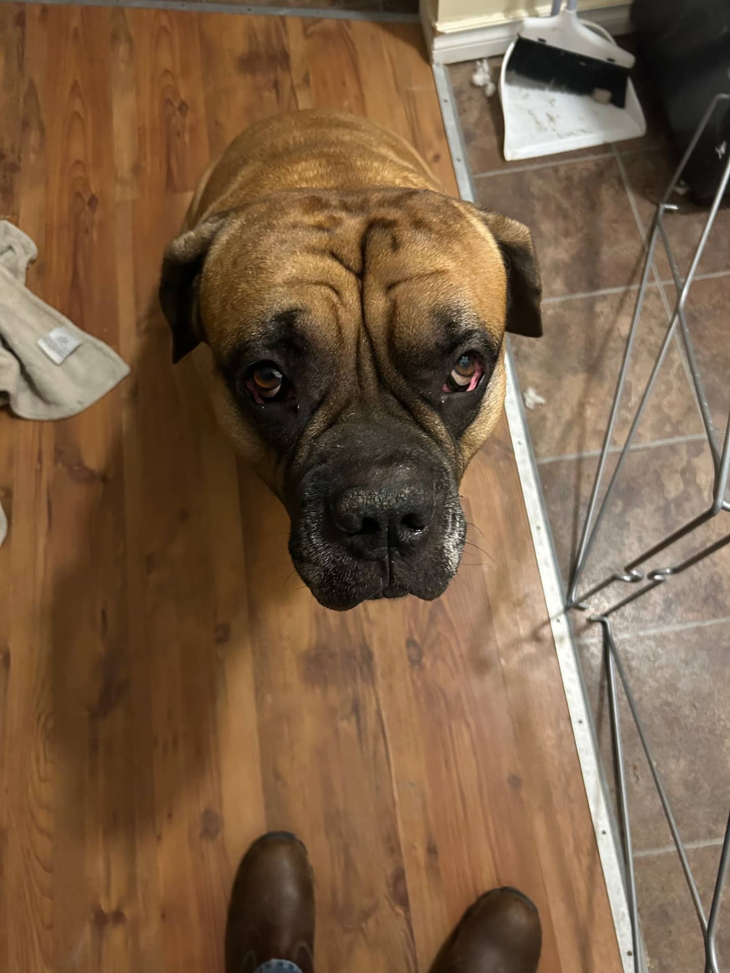 Hermes - Cane Corso available for adoption
