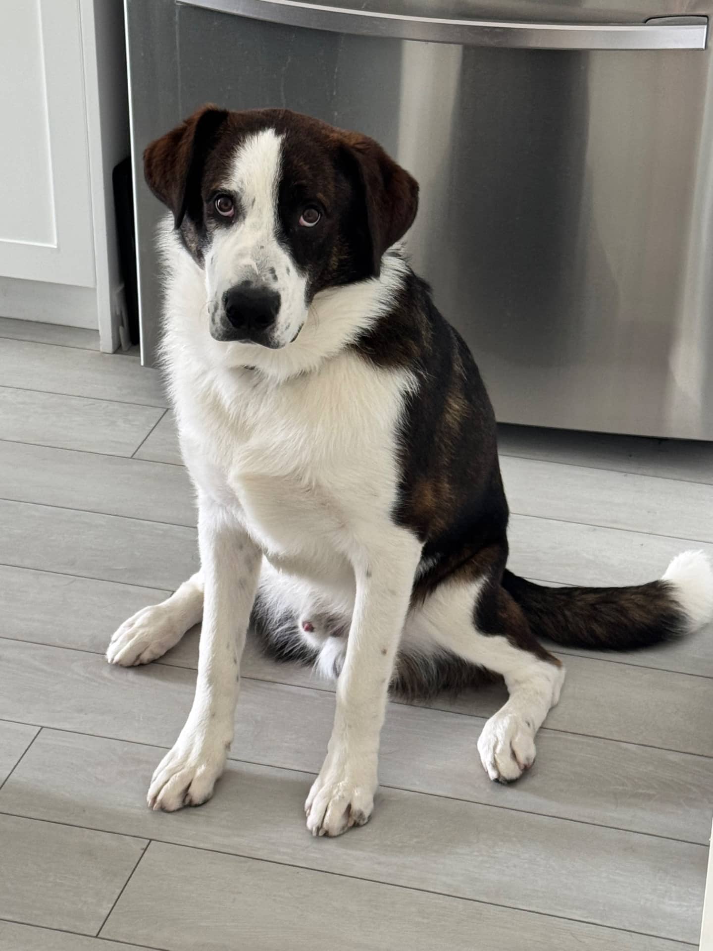 Sagg - Mixed Breed available for adoption