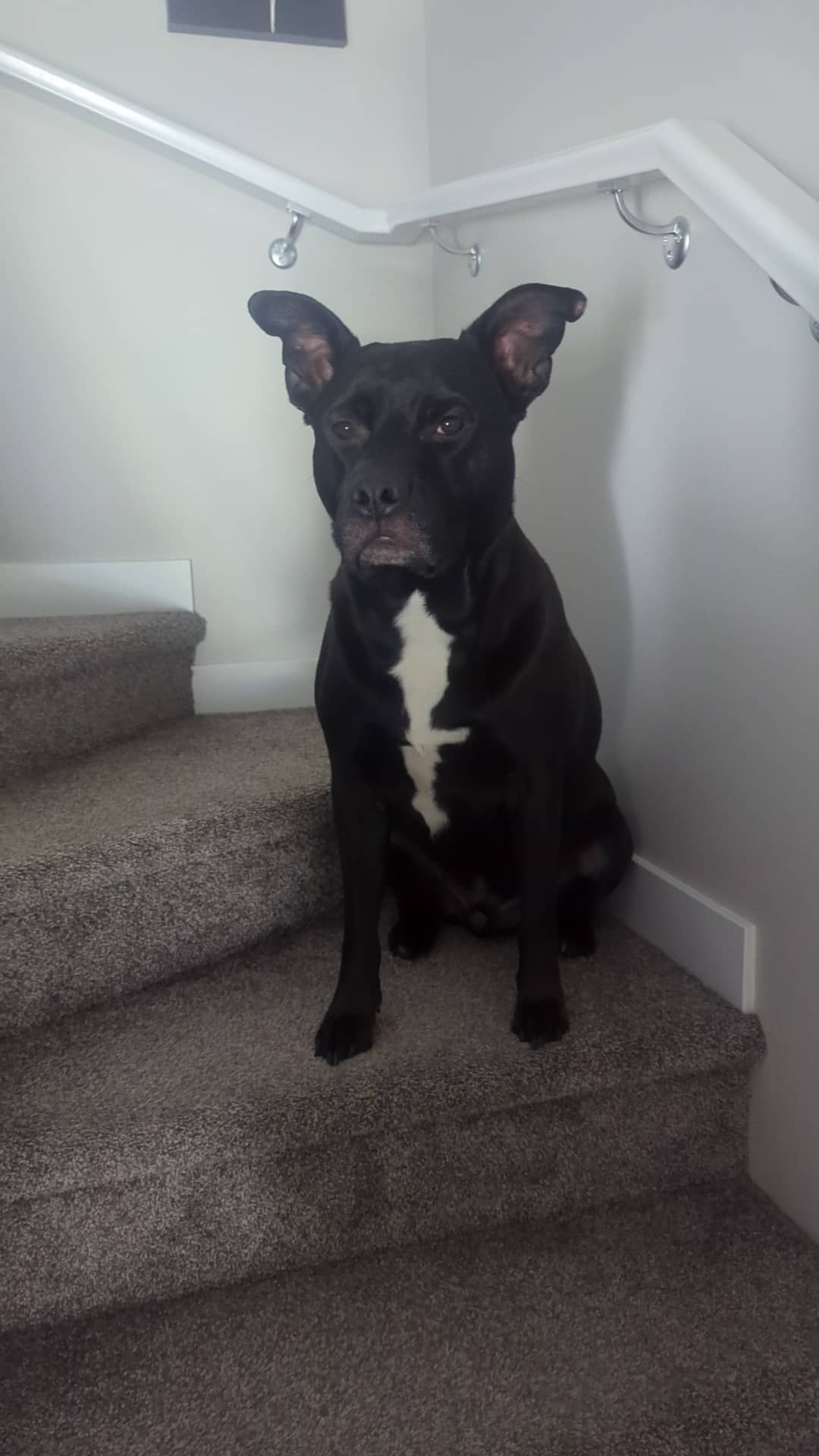 Odin - Staffy / German Sheppard available for adoption