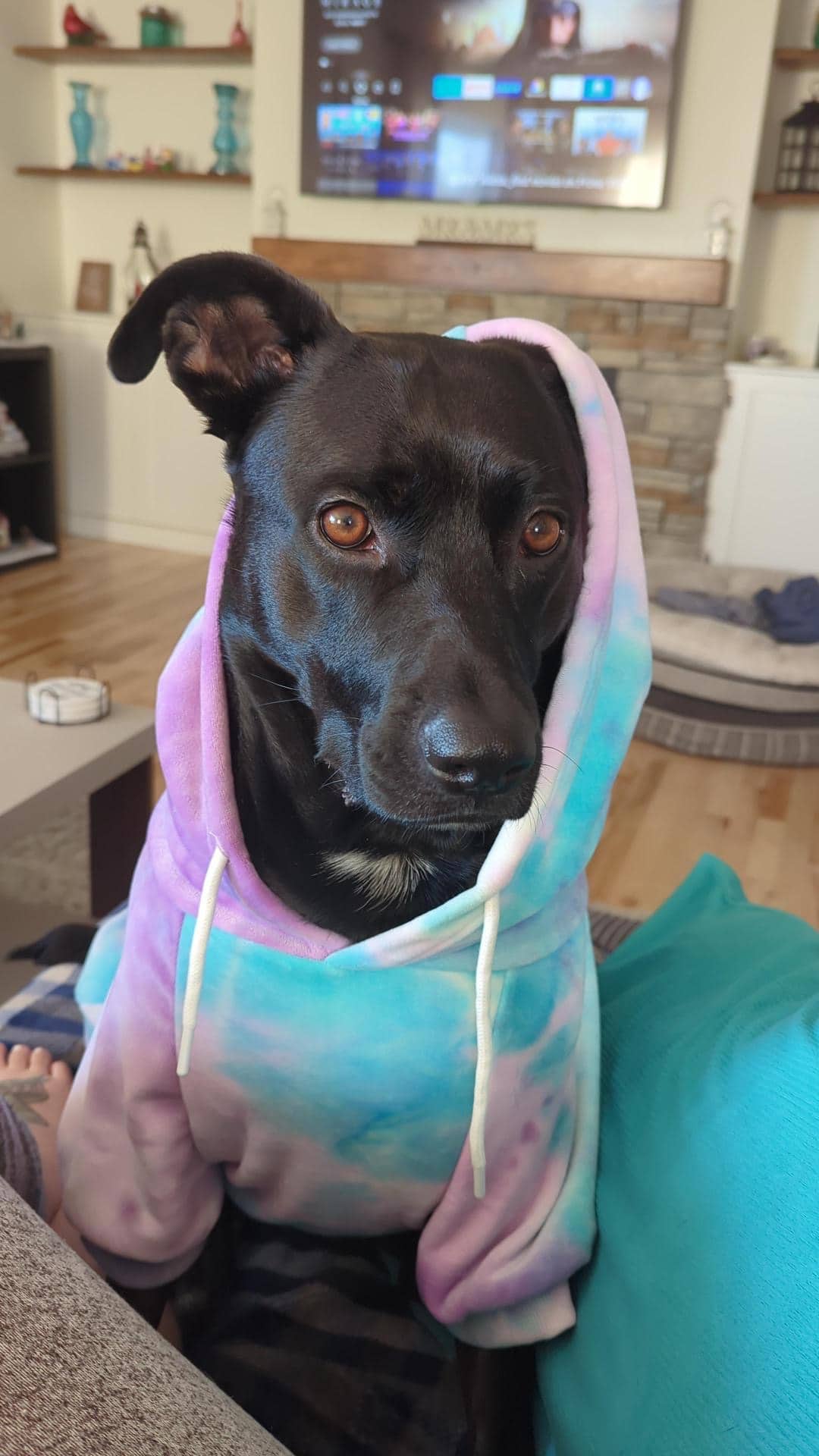 Willow - Staffy / German Sheppard available for adoption