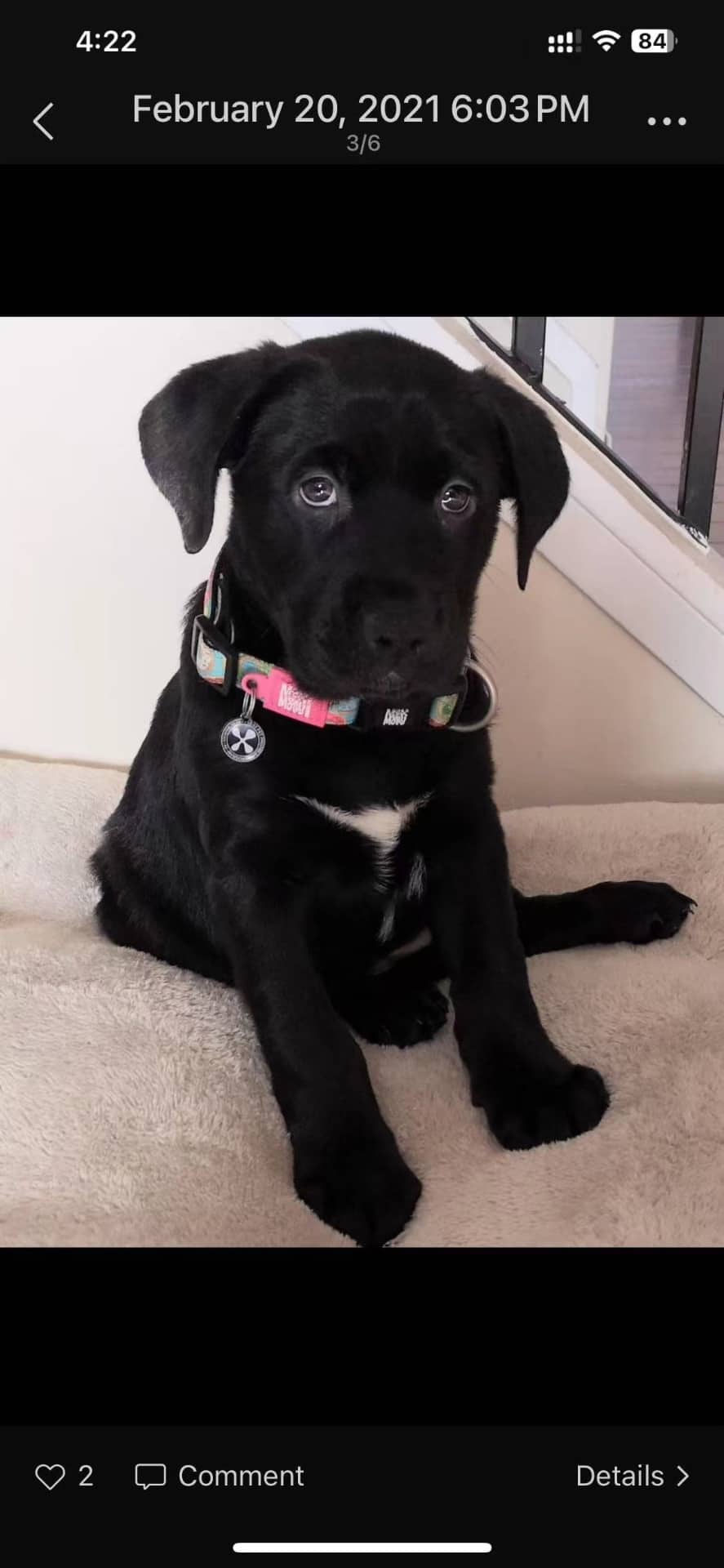 Oreo - Lab available for adoption