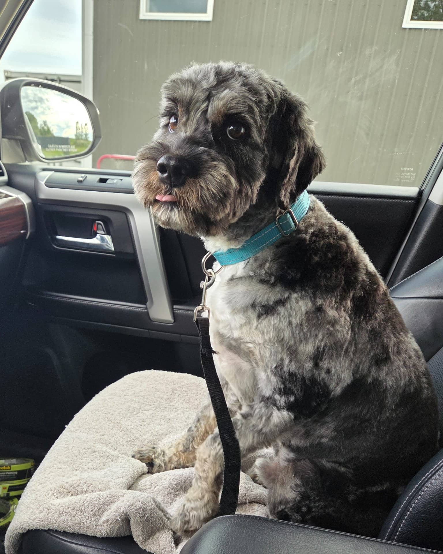 Charlie - Cavapoo available for adoption