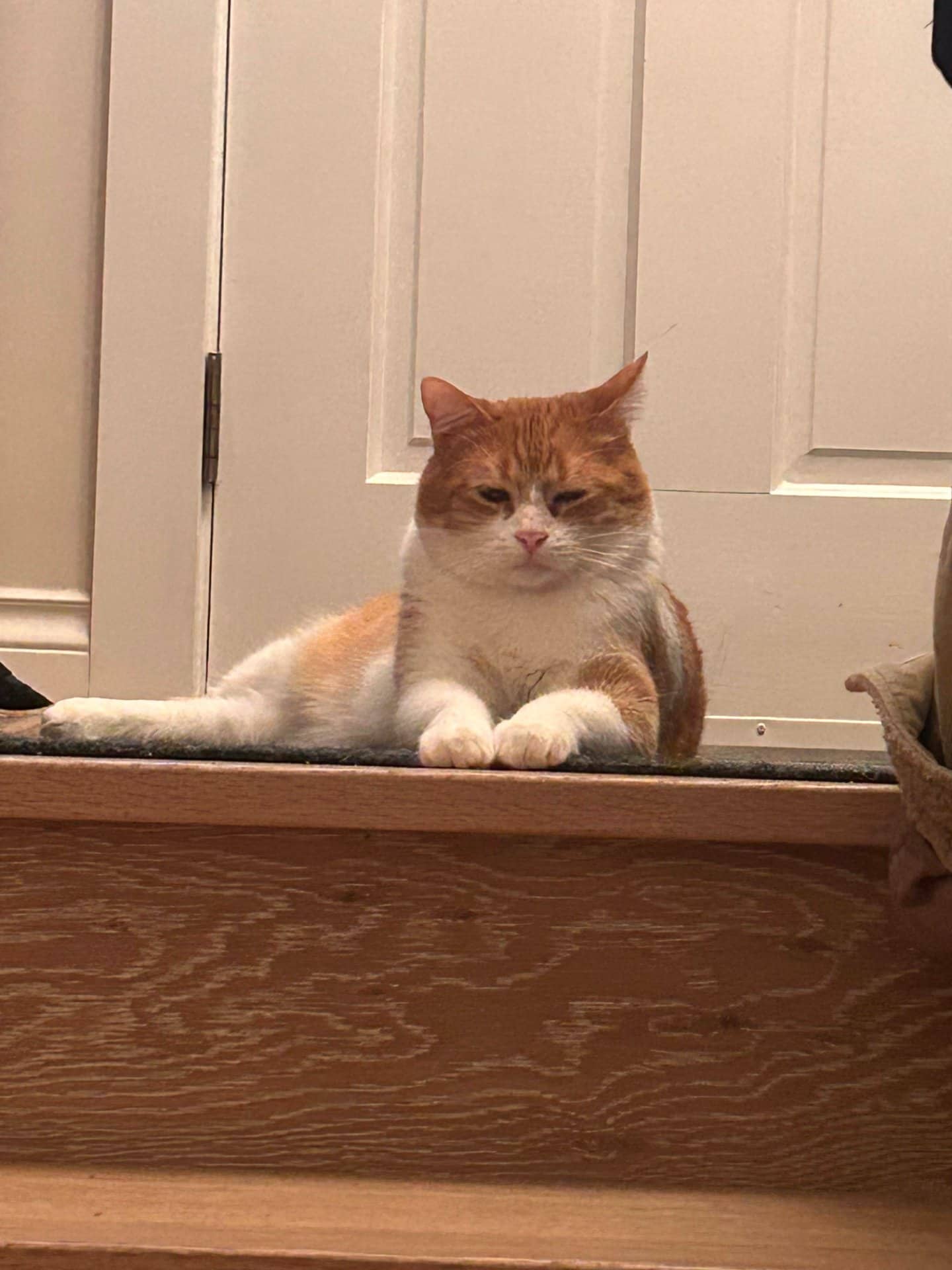 Mylo - American Shorthair available for adoption