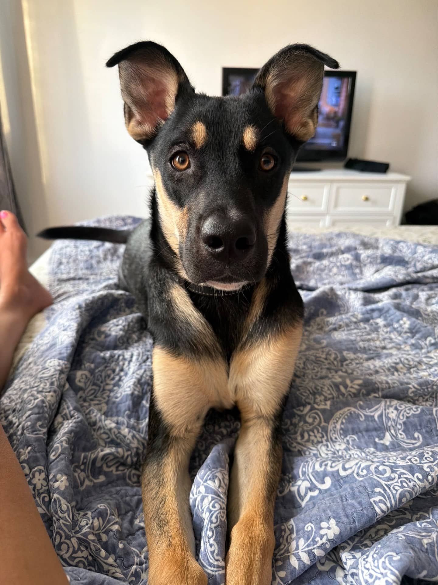 Nava - Australian Shepherd mix available for adoption