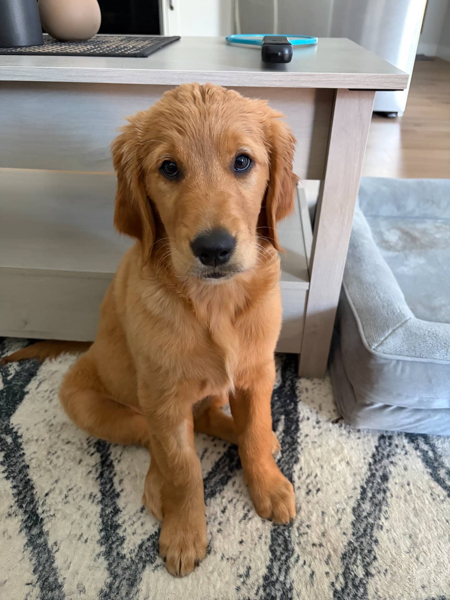 Willow - Golden Retriever available for adoption