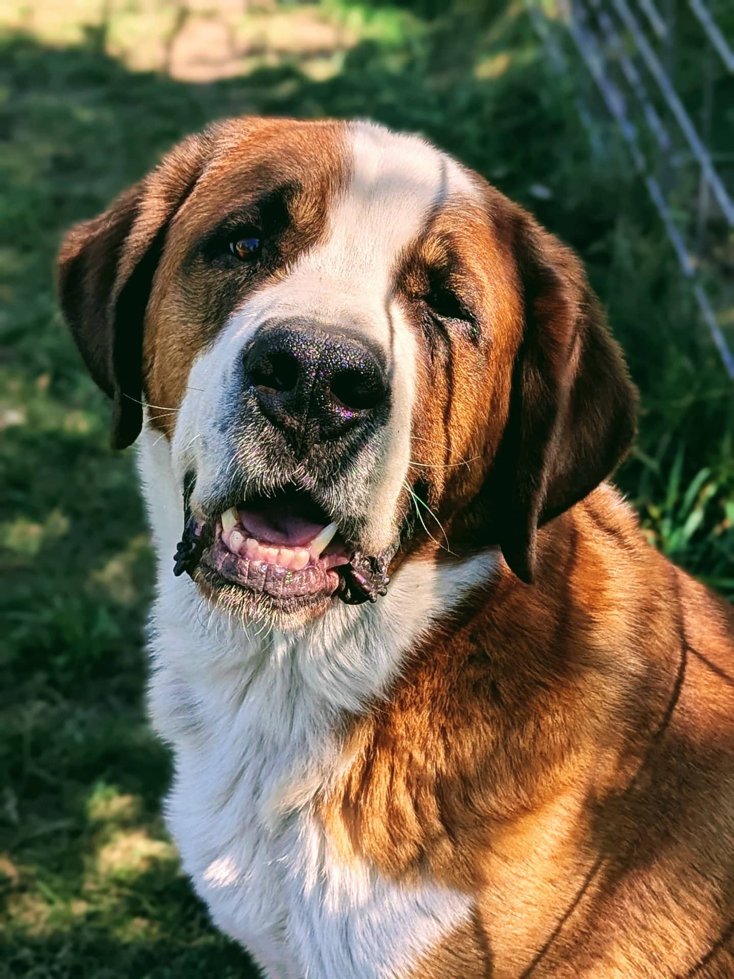 Duke - St. Bernese available for adoption