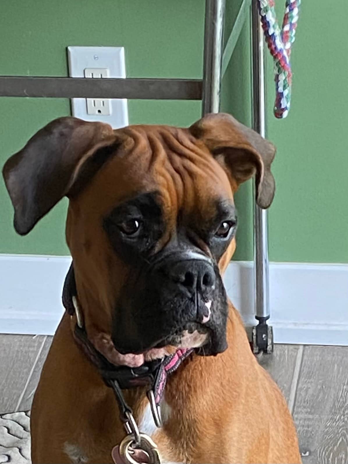 Sky - Boxer available for adoption