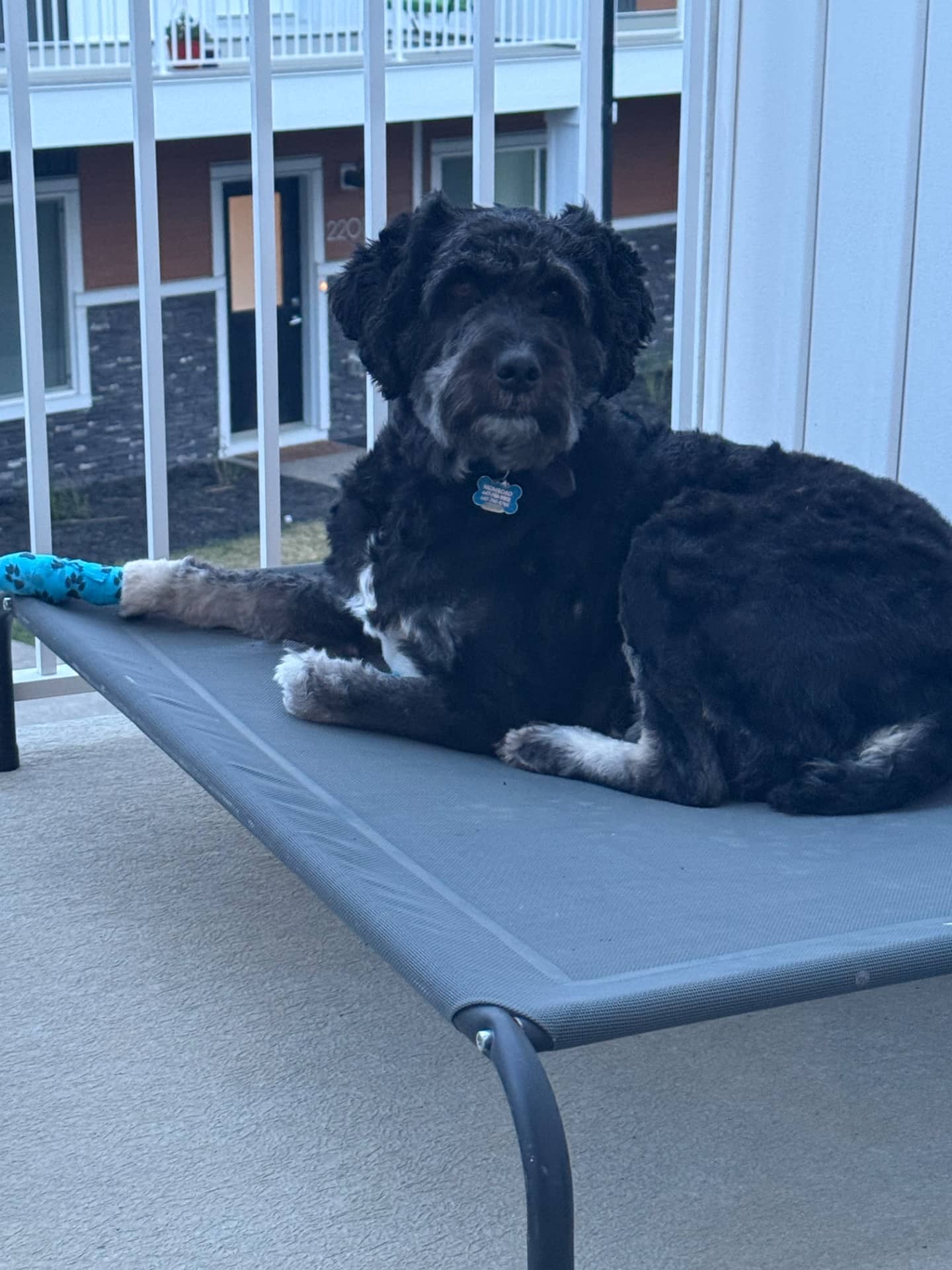 Beau - Aussiedoodle available for adoption