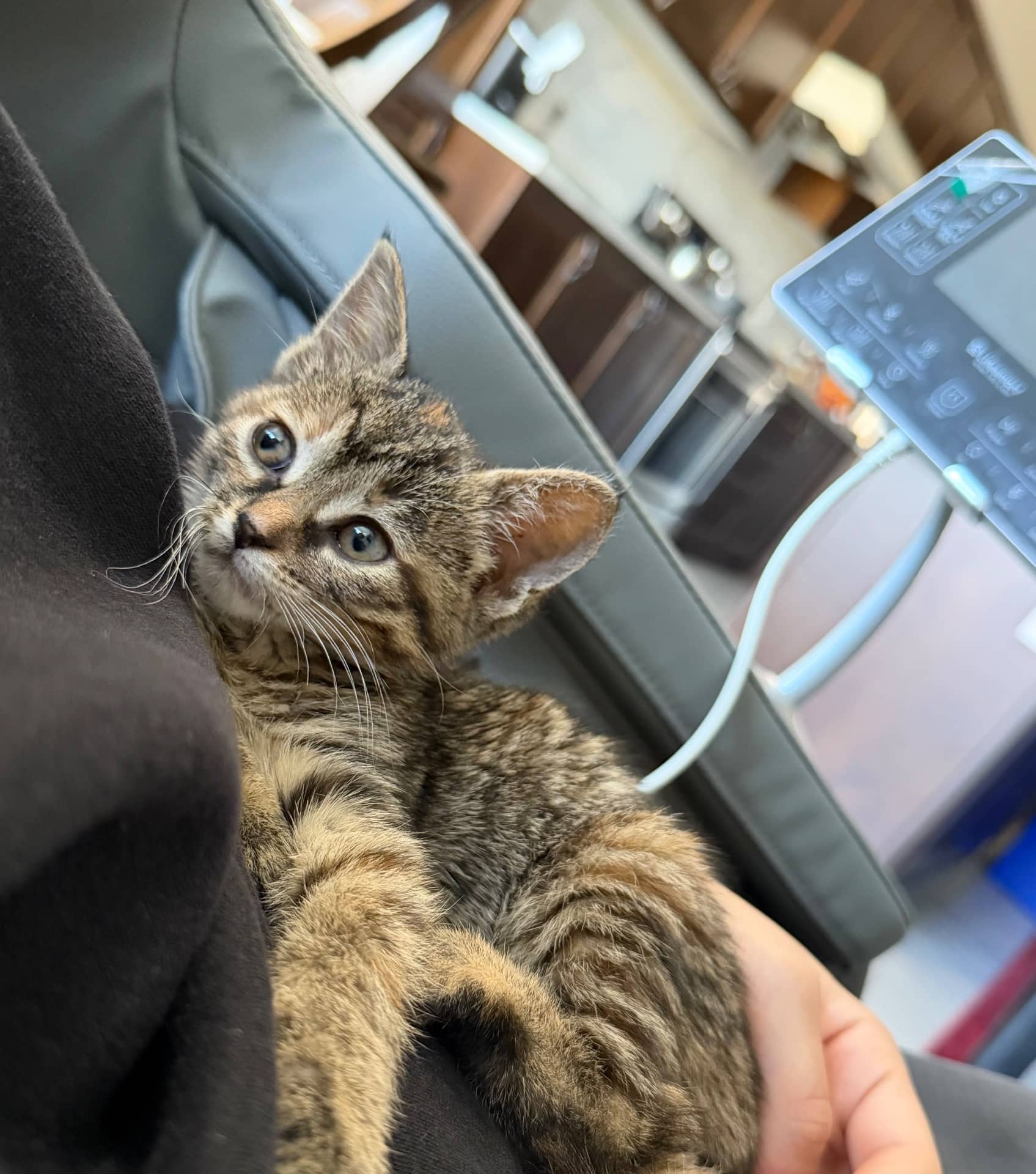nala - lynx available for adoption