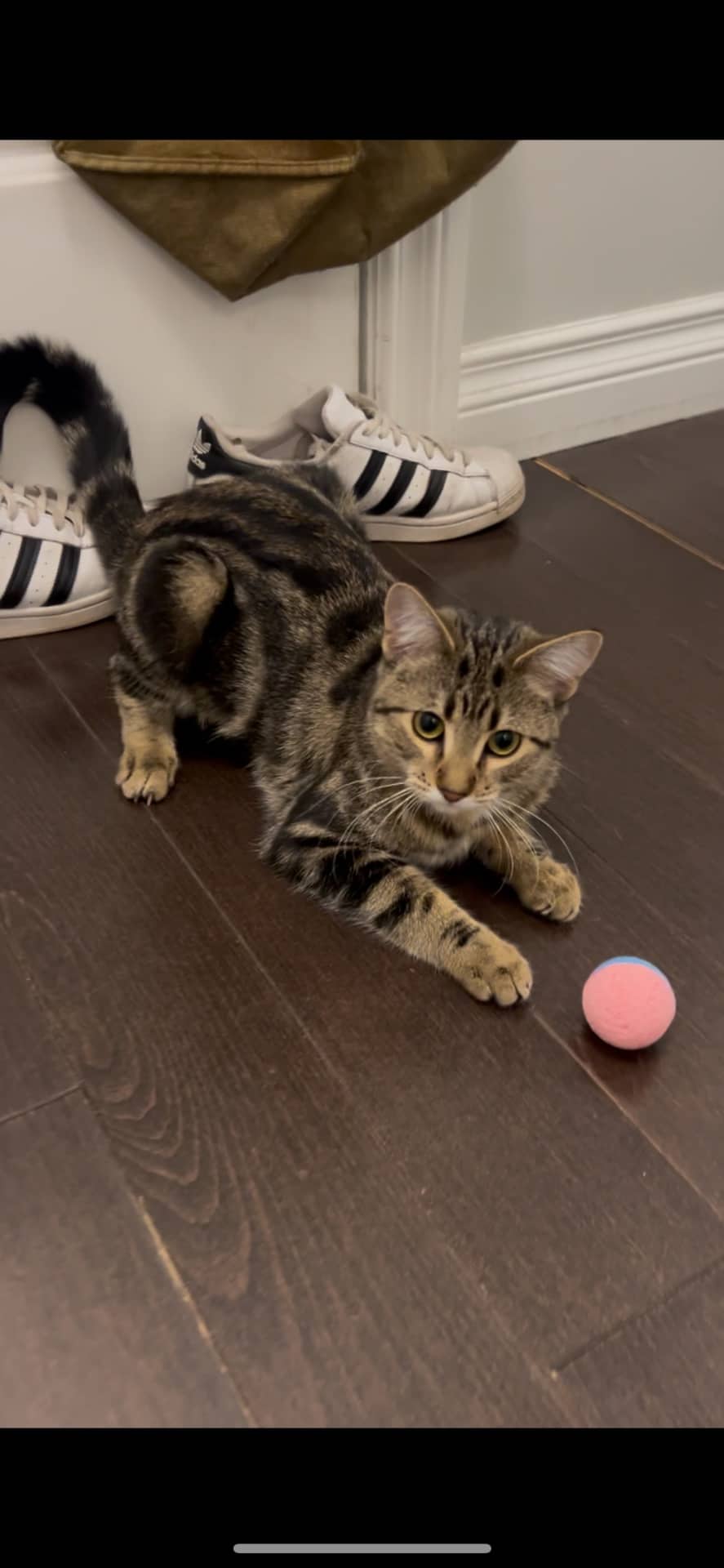 Persia - Domestic Shorthair available for adoption