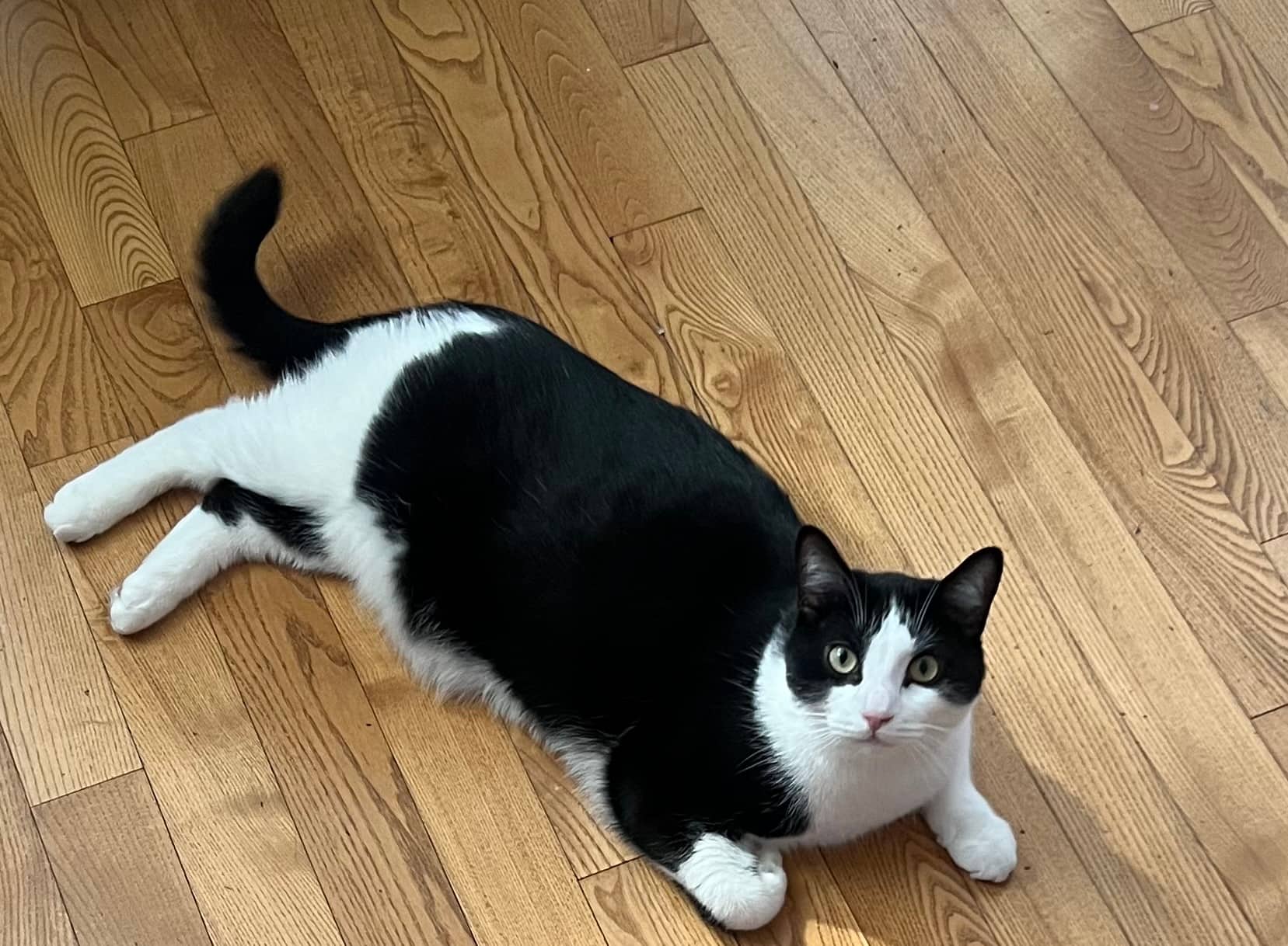Pharaoh - Black & white available for adoption