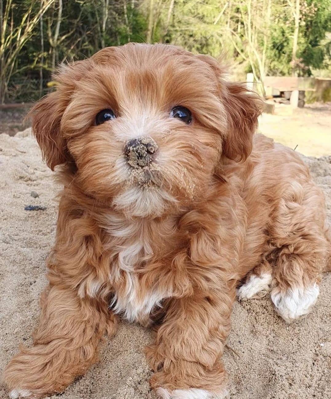 Brody - Havanese available for adoption