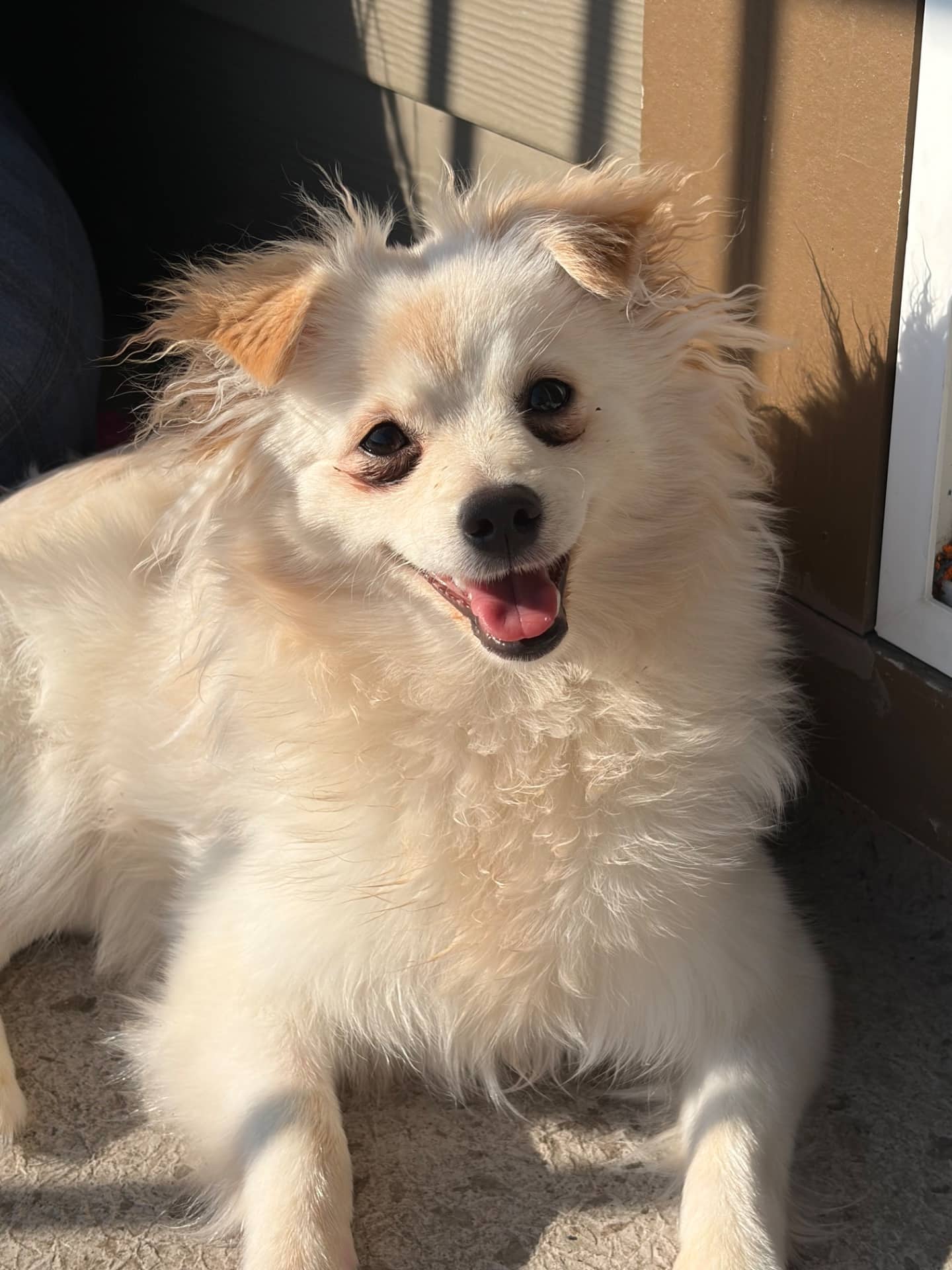 Puppi - Pomeranian available for adoption