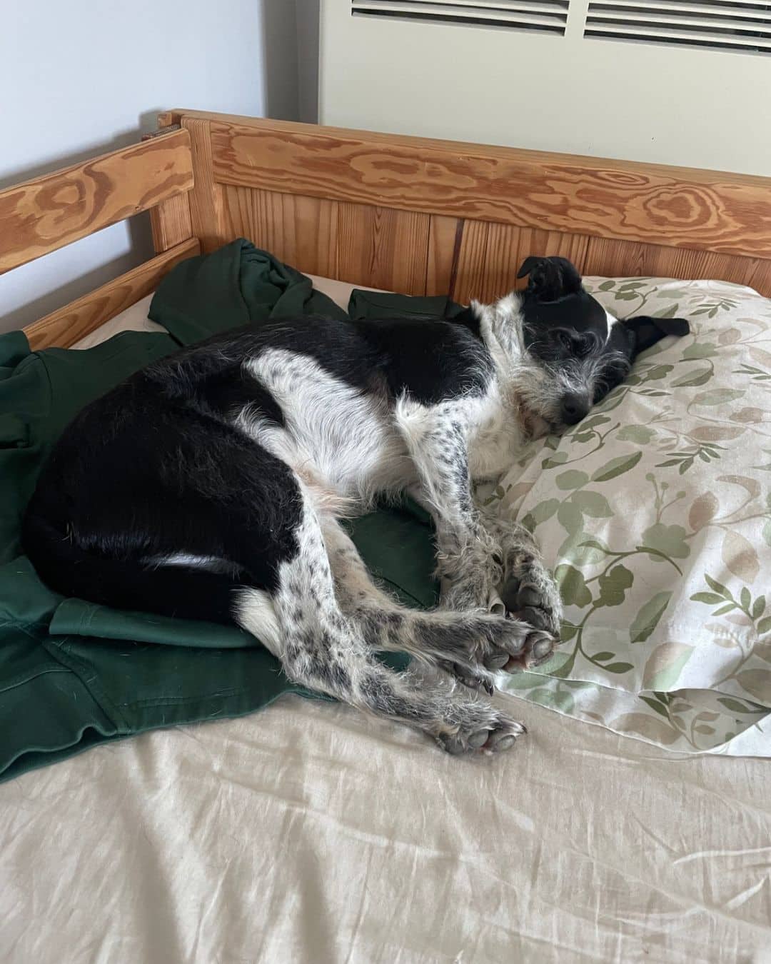 Gump - Terrier Mix available for adoption