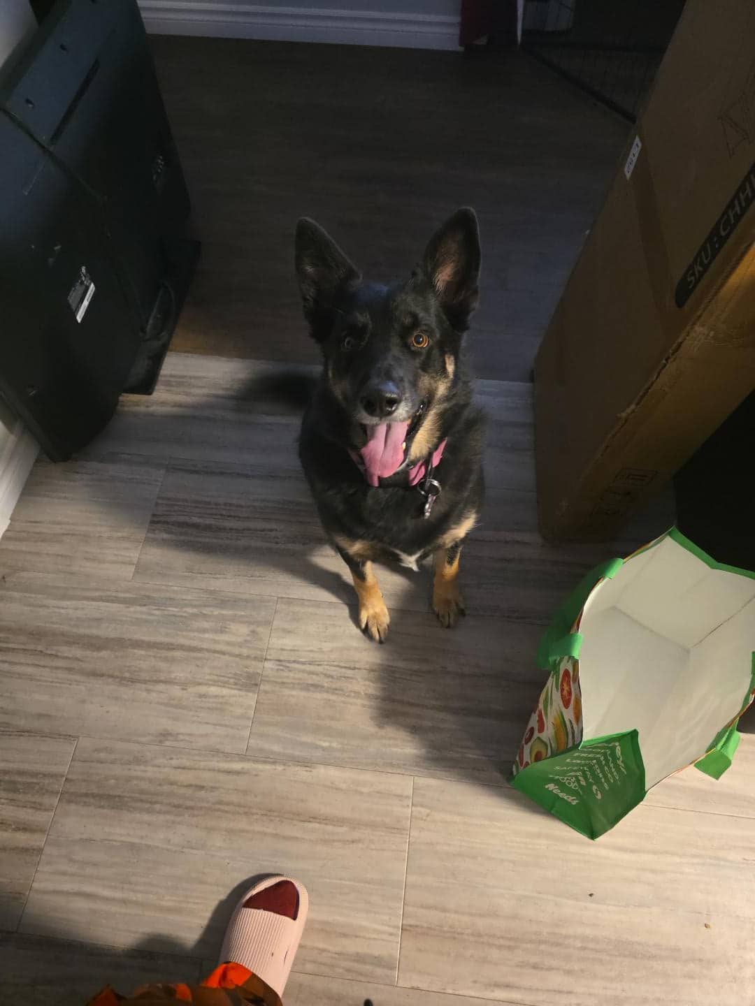 Jinx - German Shepherd available for adoption