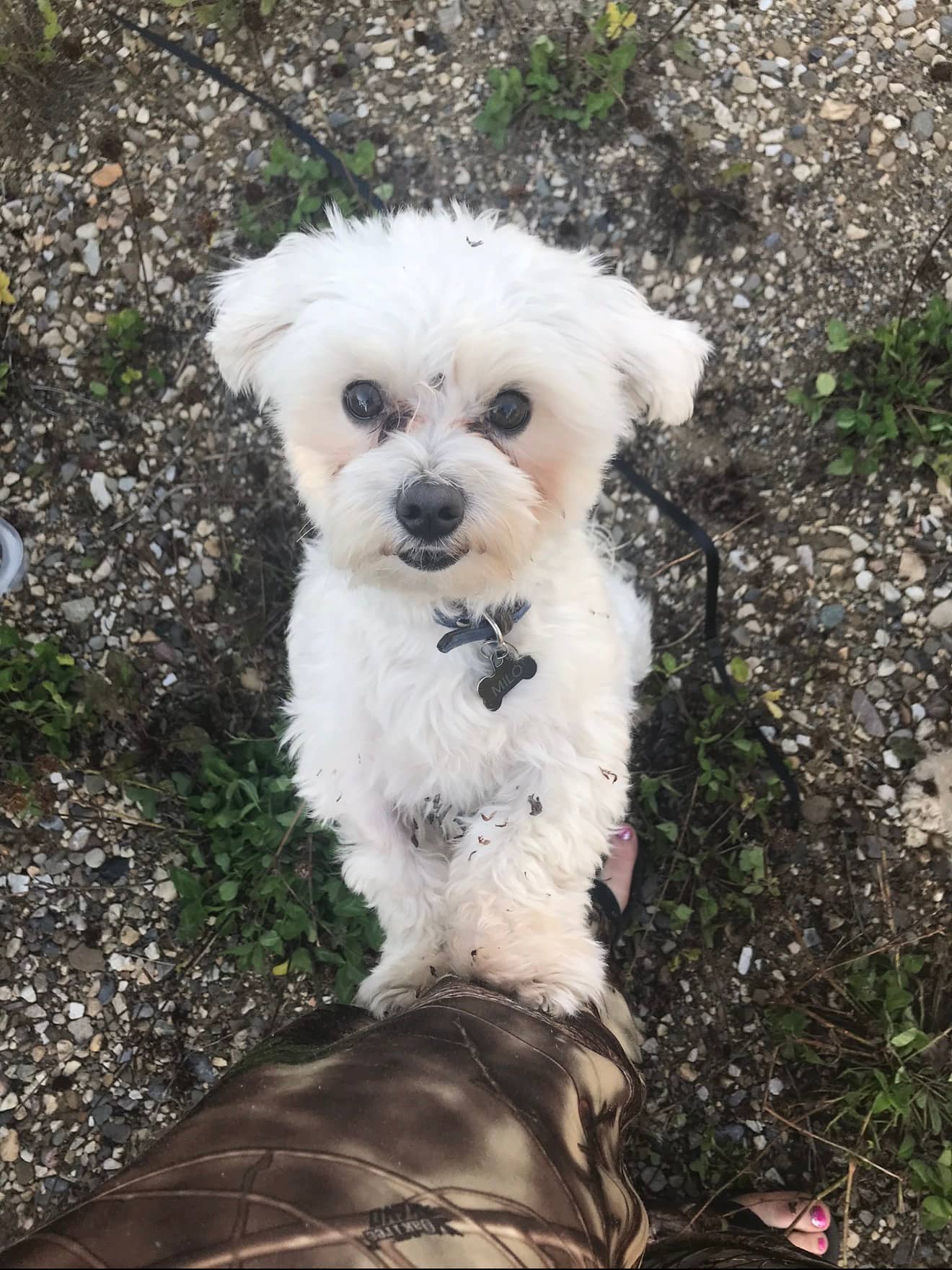 Milo - Maltese available for adoption